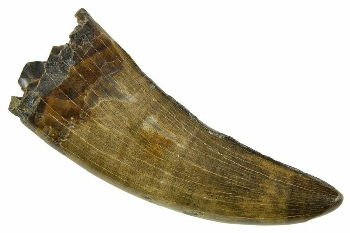 Serrated, Tyrannosaur (Nanotyrannus) Tooth - Montana #378499